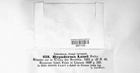 Lophodermium lauri image